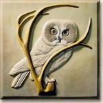 Saw-Whet Owl 8